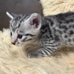 Silver-Mau-kitten-a