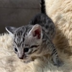 Silver-Mau-kitten-b