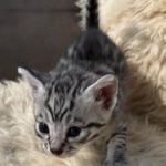 Silver-Mau-kitten-c