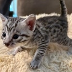 Silver-Mau-kitten-d