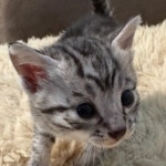 Silver-Mau-kitten-e