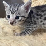 Silver-Mau-kitten