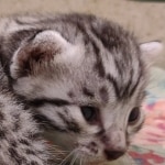 silver-Male-Mau-kitten