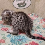 silver-Mau-kitten-Male-1