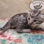 silver-Mau-kitten-Male-3