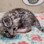 silver-Mau-kitten-Male-4