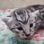 silver-Mau-kitten-Male-5