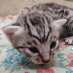 silver-Mau-kitten-Male-6