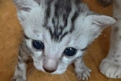 Egyptian Mau Marble female DOB 6-20-25