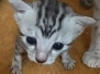 Egyptian Mau Marble female DOB 6-20-25