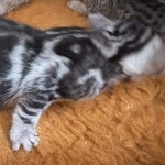 Mau-kitten-marble-female-a