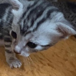 Mau-kitten-marble-female-b