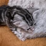 Mau-kitten-marble-female-c