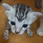 Mau-kitten-marble-female