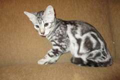 Tutankhamun,Egyptian Mau Marble Male DOB 4/26/17 FurreverSpots