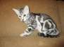 Tutankhamun,Egyptian Mau Marble Male DOB 4/26/17 FurreverSpots