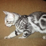 Egyptian Mau, Marble Male, DOB 4/26/17