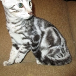 Egyptian Mau, Marble Male, DOB 4/26/17