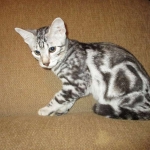 Egyptian Mau, Marble Male, DOB 4/26/17