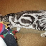 Egyptian Mau, Marble Male, DOB 4/26/17