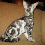 Egyptian Mau, Marble Male, DOB 4/26/17