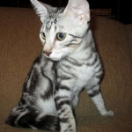 Egyptian Mau, Marble Male, DOB 4/26/17