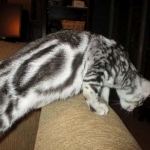 Egyptian Mau, Marble Male, DOB 4/26/17