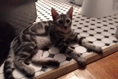 Ozymandias, (Ozzy)Egyptian Mau, Marble silver male #2 DOB 4/28/17 Furreverspts