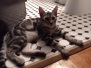 Ozymandias, (Ozzy)Egyptian Mau, Marble silver male #2 DOB 4/28/17 Furreverspts
