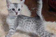 Pheobe Egyptian Mau silver Female DOB 5-19-21