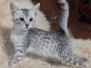 Pheobe Egyptian Mau silver Female DOB 5-19-21