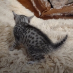 Pheobe Mau silver Female DOB 5-19-21