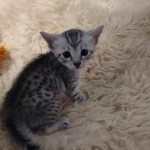 Pheobe Mau silver Female DOB 5-19-21