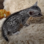 Pheobe Mau silver Female DOB 5-19-21