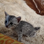 Pheobe Mau silver Female DOB 5-19-21