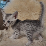 Pheobe Mau silver Female DOB 5-19-21