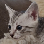 Pheobe Mau silver Female DOB 5-19-21