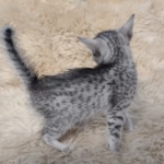 Pheobe Mau silver Female DOB 5-19-21