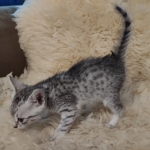 Pheobe Mau silver Female DOB 5-19-21