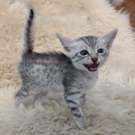 Pheobe Mau silver Female DOB 5-19-21