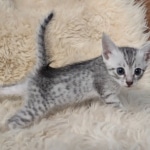 Pheobe Mau silver Female DOB 5-19-21