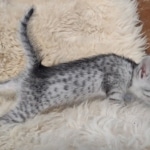 Pheobe Mau silver Female DOB 5-19-21