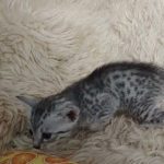 Pheobe Mau silver Female DOB 5-19-21