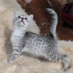 Pheobe Mau silver Female DOB 5-19-21