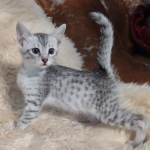 Pheobe Mau silver Female DOB 5-19-21