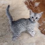 Pheobe Mau silver Female DOB 5-19-21