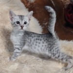 Pheobe Mau silver Female DOB 5-19-21