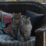 Ra-and-Luna Egyptian Maus