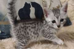 Egyptian Mau Silver Female #1 DOB 3-13-23 