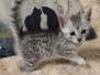 Egyptian Mau Silver Female #1 DOB 3-13-23 